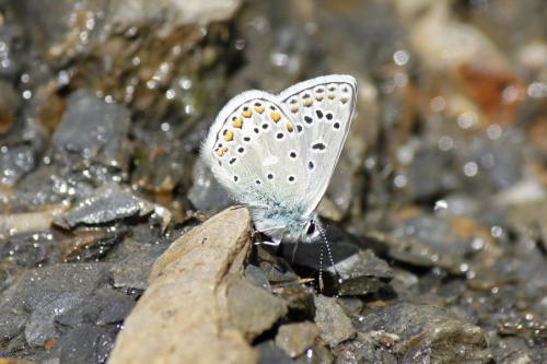 Polyommatus eros
